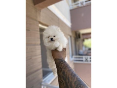 Pomeranian kar topları hazır