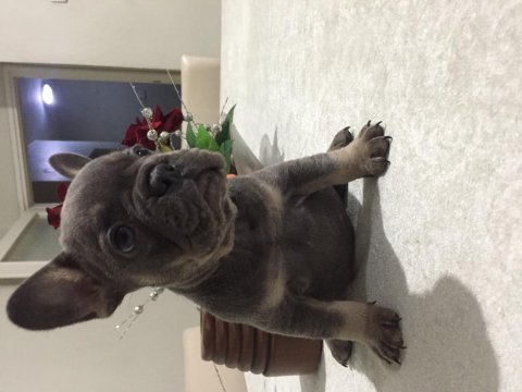 Egzotik french bulldog bebekleri
