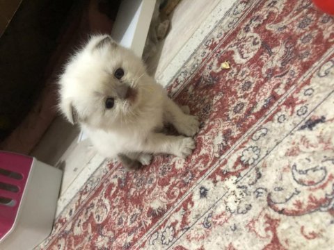 Dişi blue point scottish fold alırım kulak sahibinden