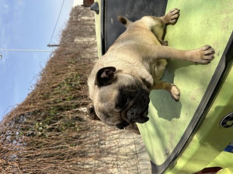 Yetişkin dişi pug köpekler
