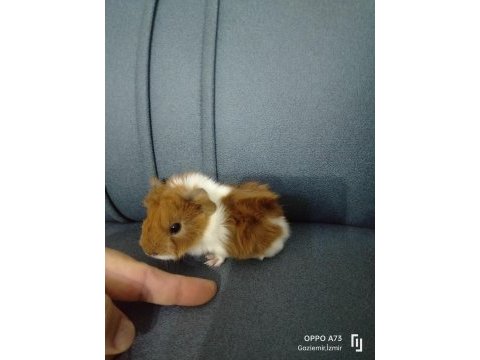 Gunepig kaliteli kırmızı göz peruvan cororenet