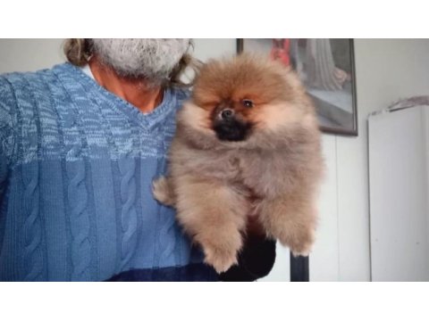 Orijinal pomeranian boo