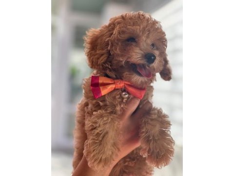 Toy poodle köpeğimi sahiplendirme
