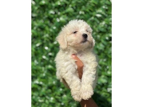 Muhteşem maltese terrier yavrularımız