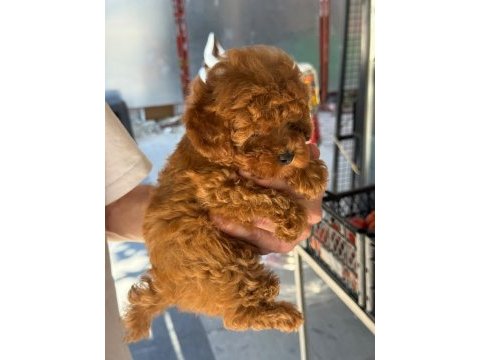 Sağlık ve ırk garantili toy poodle