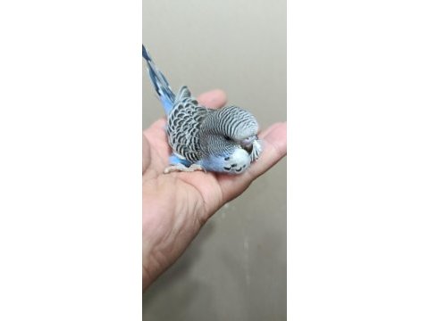 Jumbo erkek muhabbet kuşu bebek