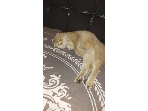 Golden scottish fold