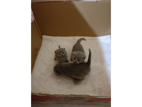 British shorthair bebeklerimiz