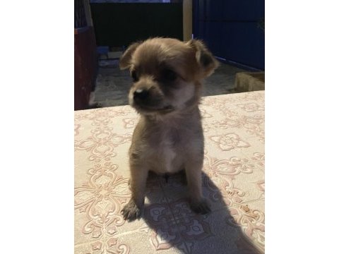 Ücretli sahiplendirilecek 1 aylık yavru şivava