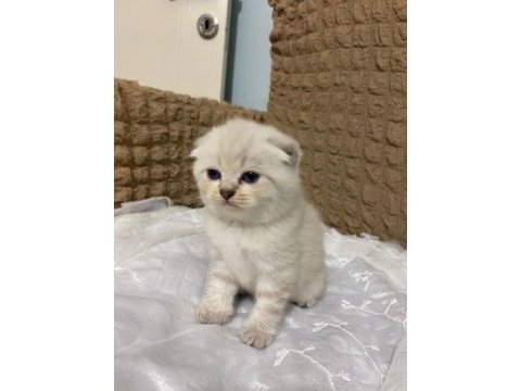 Scottish straight ve scottish fold cinsi yavrularım