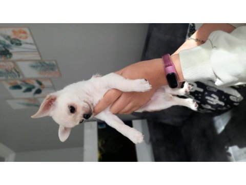 Irk garantili chihuahua yavrular