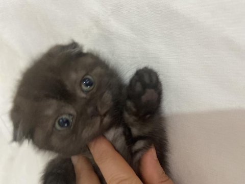 Scottish fold çikolata