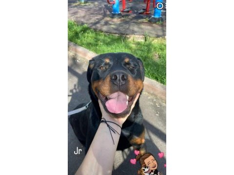 A kalite rottweiler
