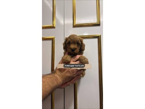 Orijinal toy poodle