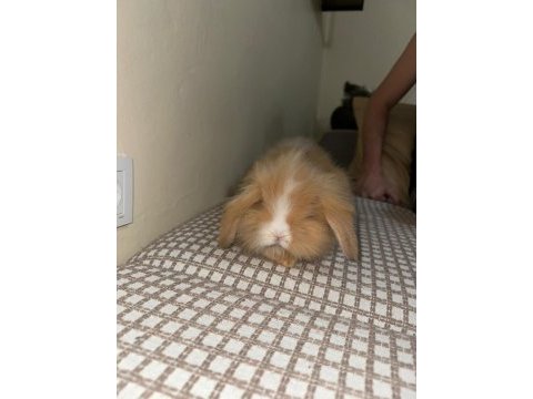 Safkan teddy lop tavşan