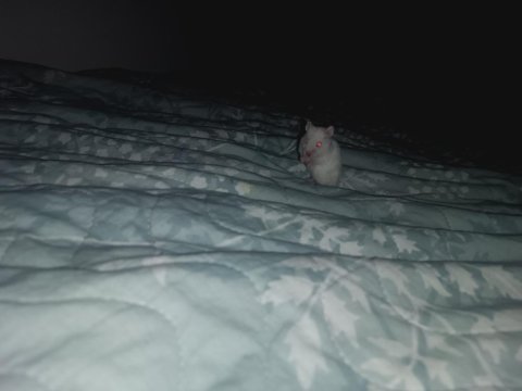 Albino eş hamster