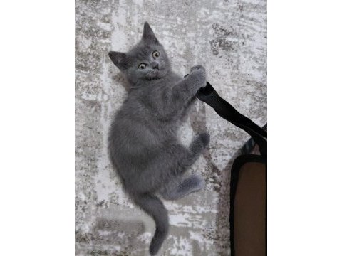 Nadir zor bulunan yavru kedimiz son 1