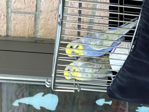 4 aylık üst düzey rainbow takım muhabbet kuşu