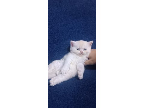 British shorthair