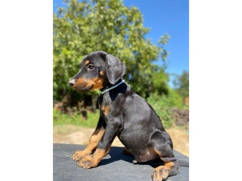 Doberman yavru son 2 adet