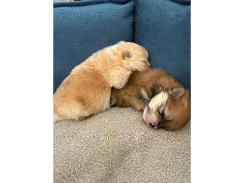 Ayı surat garantili scrli pomeranian yavrularım
