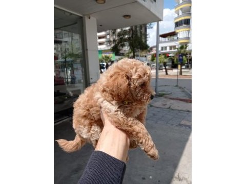 Erkek toy poodle