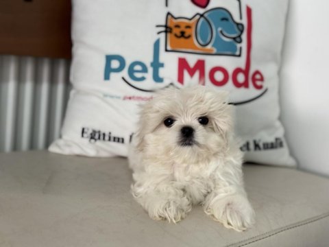 Kar beyaz 0 numara maltese terrier yavrularımız