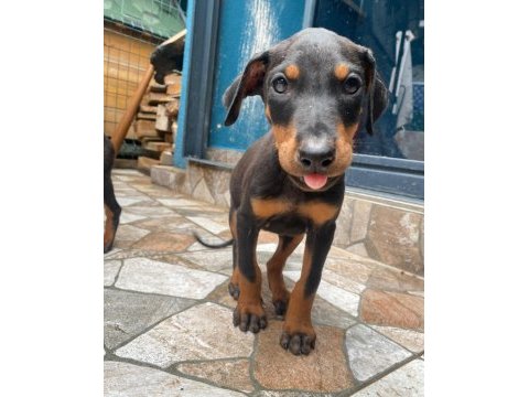 Dobermanlar