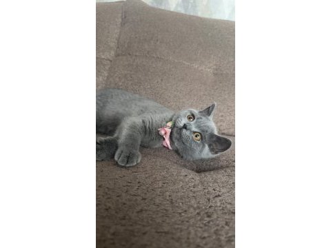 4 aylık dişi çok cana yakın oyuncu scottish fold