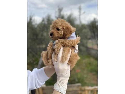 Brown toy poodle dişi