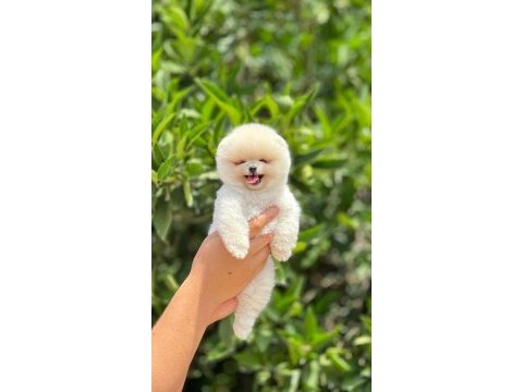 Pomeranian boo bebeklerim