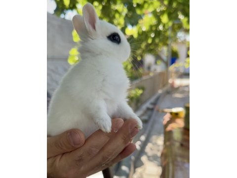 Hollanda cüce tavşanlar (netherland dwarf)
