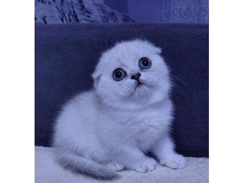 Scottish fold yavrular