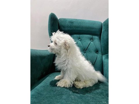 Maltese yavrular