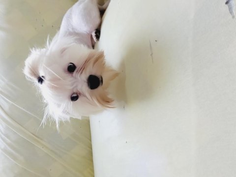 Show kalite maltese
