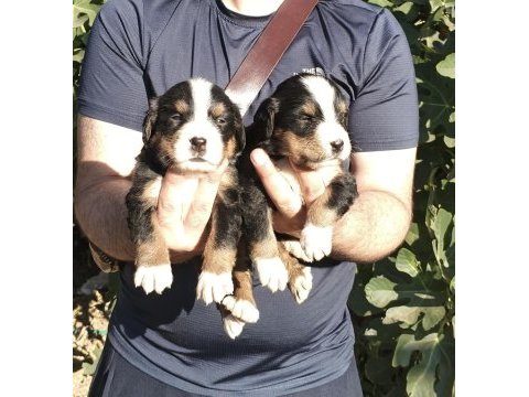 Bernese yavrularımız