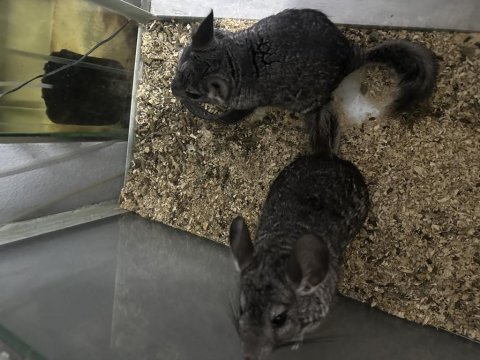 Cinchilla erkek dişi çift