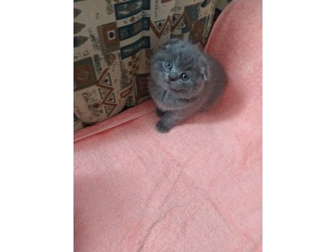 Scottish fold şekerler