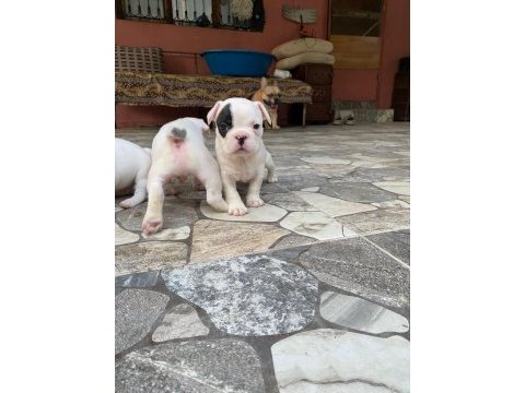 Rezeryeve açık dişi erkek french bulldog köpekler