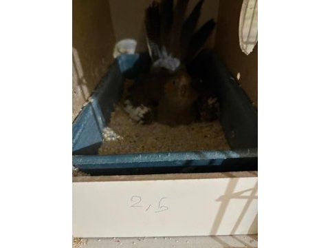 Yavru garantili yumurtalı grey takım sultan papağanı
