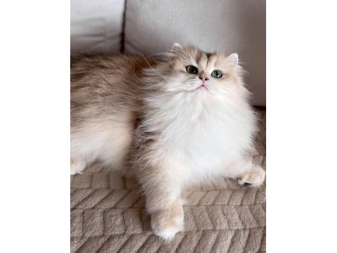 Şecereli british longhair blue golden yetişkin dişi