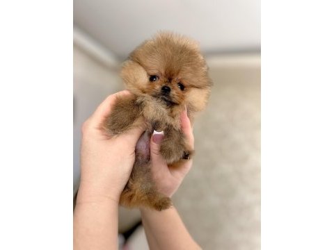 Mikro boy baby face küçük pomeranian ayıcık