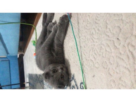 Ankara scottish fold kedi sahiplendirme