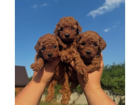 Red brown toy poodle kahverengi yavrular 