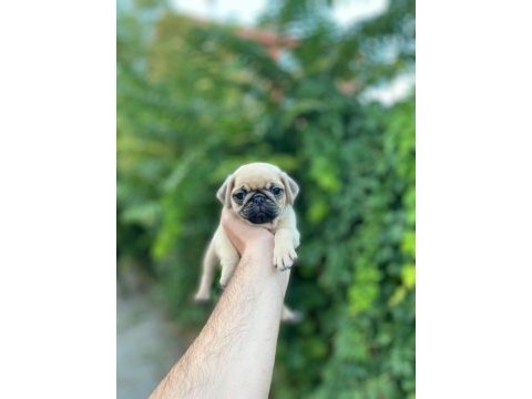 Piyasa altında sağlık garantili pug