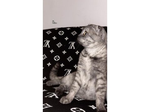 Çok sevecen uysal scottish fold