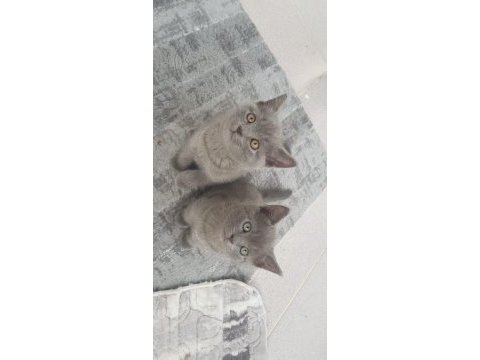 British shorthair yavrularımıza yuva arıyoruz