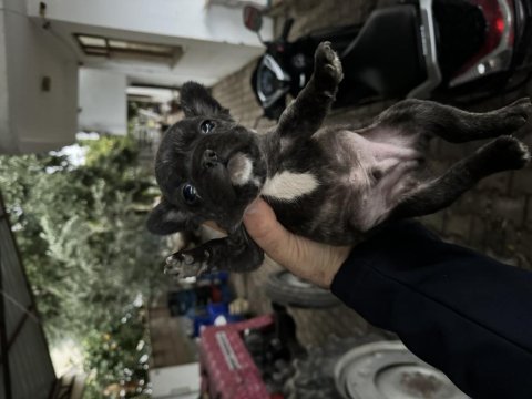 French bulldog bebekler 38 günlük