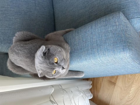 Scottish fold erkek 3 yaşında
