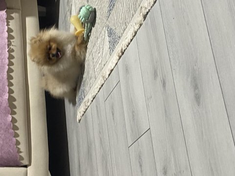 Orijinal ayı surat pomeranian boo